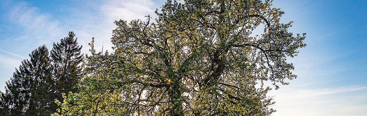Abfallarten, Pflichten des Abfallerzeugers und korrektes Entsorgungsmanagement von gefährlichen Abfällen. Mitarbeiterinnen und Mitarbeiter mit dem E-Learning der TÜV AUSTRIA Akademie effizient in die richtige Handhabung von Begleitscheinen einweisen. Abfallarten, Pflichten des Abfallerzeugers und korrektes Entsorgungsmanagement von gefährlichen Abfällen. Mitarbeiterinnen und Mitarbeiter mit dem E-Learning der TÜV AUSTRIA Akademie effizient in die richtige Handhabung von Begleitscheinen einweisen.